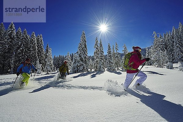 Schneeschuhtour zum Fellhorn  Reit im Winkl  Bayern  Deutschland  Europa