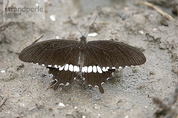 Schmetterling  Papilio polytis  s.sp.romulus