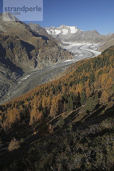 Aletschgletscher im Herbst  Wallis  Schweiz  Europa