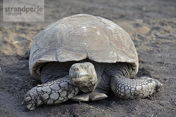 Afrikanische Spornschildkröte (Testudo sulcata)