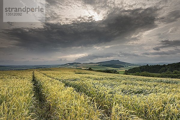 Sommergewitter mit Gerstenfeld (Hordeum vulgare)  Berg Hohenstoffeln am Horizont  Baden-Württemberg  Deutschland  Europa