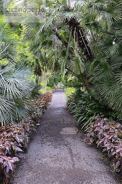 Weg durch Palmen  Jardín de aclimatación de la Orotava  Botanico  Botanischer Garten  Teneriffa  Kanarische Inseln  Spanien  Europa