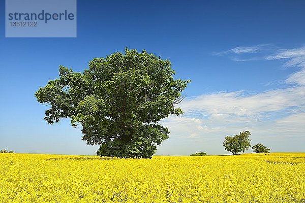 Blühendes Rapsfeld mit alten Solitär-Eichen unter blauem Himmel  Mecklenburgische Schweiz  Mecklenburg-Vorpommern  Deutschland  Europa