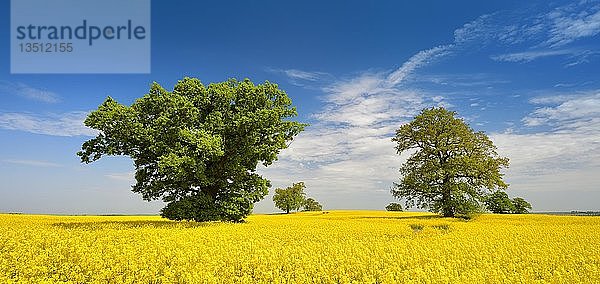 Panorama  blühendes Rapsfeld mit alten Solitär-Eichen  Mecklenburgische Schweiz  Mecklenburg-Vorpommern  Deutschland  Europa