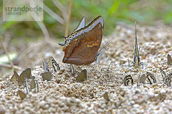 Schmetterling  Charaxes marmax