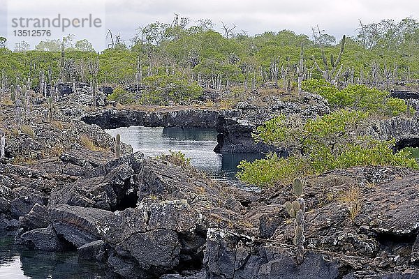 Region Los Tuneles mit Lavaformationen und Brücken  südwestliche Spitze der Insel Isabela  Galapagos-Inseln  UNESCO-Weltnaturerbe  Ecuador  Südamerika