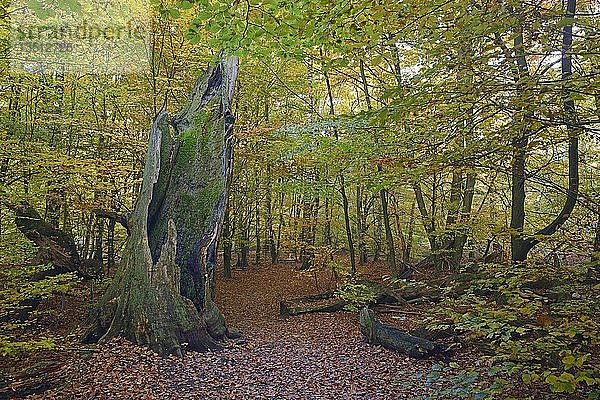Ca. 800 Jahre alte Buche (Fagus) im Herbst  Naturschutzgebiet des Urwaldes Sababurg  Hessen  Deutschland  Europa