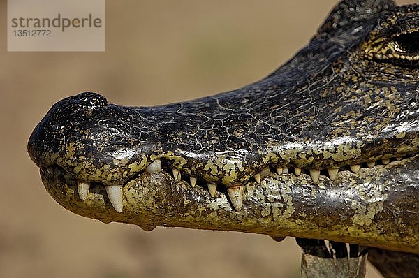 Caiman crocodylus  Pantanal   Brasilien