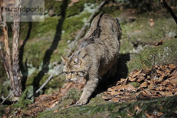 Europäische Wildkatze (Felis silvestris) auf Streifzug durch ihr Revier