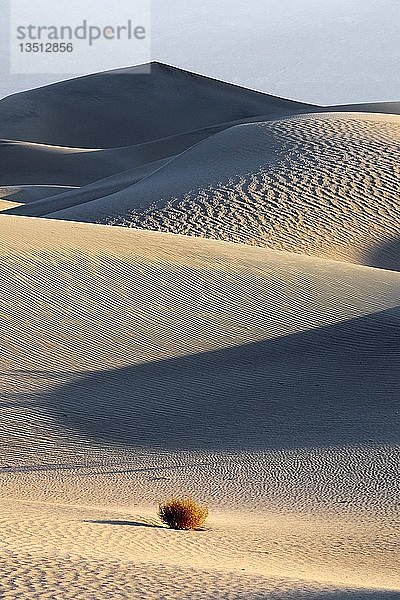 Morgenlicht bei den Mesquite Sanddünen  Death Valley National Park  Kalifornien  USA  Amerika  Nordamerika