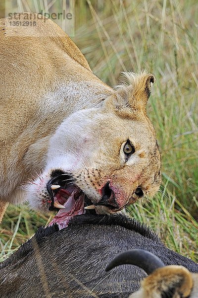 Löwe (Panthera leo)  bei der Fütterung eines Streifengnus (Connochaetes taurinus)  Maasai Mara National Reserve  Kenia  Ostafrika  Afrika