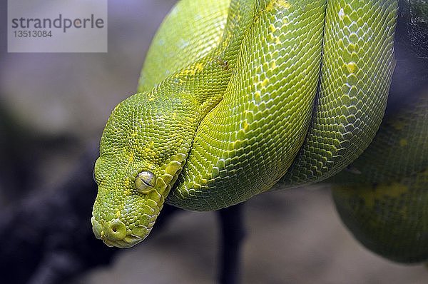 Grüne Baumpython (Morelia viridis  Chondropython viridis)