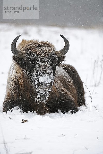 Europäischer Wisent (Bison bonasus)  in einem starken Schneesturm