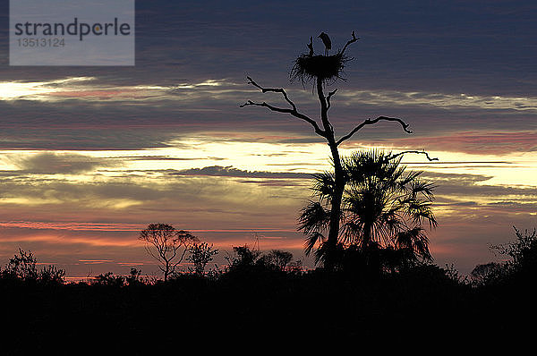Sonnenaufgang im Pantanal  Brasilien