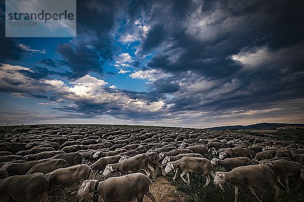 Große Schafherde bei der Wandertierhaltung  Region Soria  Castilla y León  Spanien  Europa