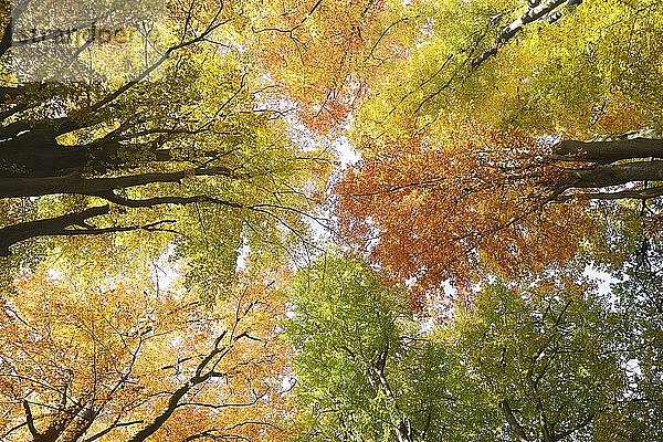 Herbstlich gefärbte Kronen von Buchen (Fagus)  mit Gegenlicht  Naturschutzgebiet des alten Waldes von Sababurg  Hessen  Deutschland  Europa