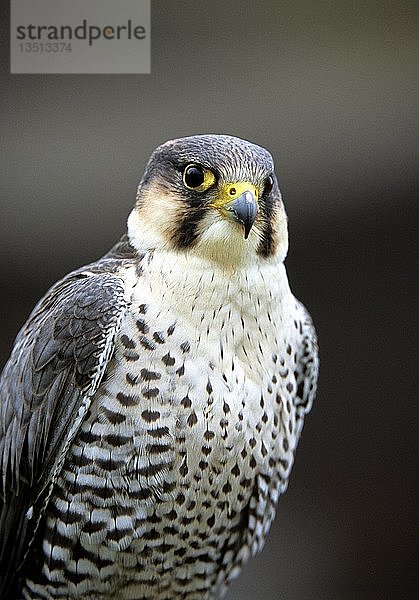 Falke  Falco peregrinus