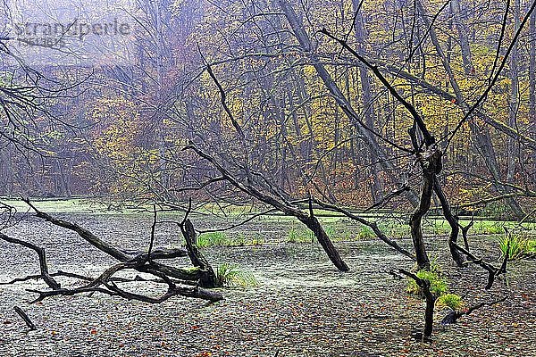 Herbstlich gefärbte Buche (Fagus) und Totholz im Sumpfgebiet am frühen Morgen  Naturpark Märkische Schweiz  Buckow  Brandenburg  Deutschland  Europa