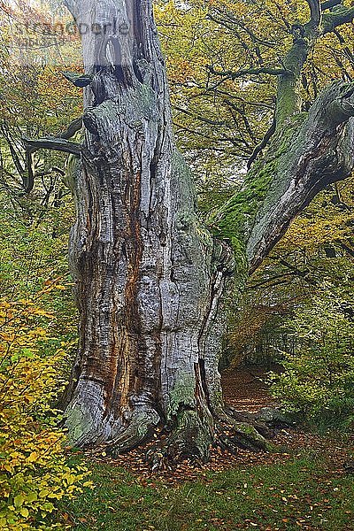 Ca. 800 Jahre alte Buche (Fagus) im Herbst  Naturschutzgebiet des Urwaldes Sababurg  Hessen  Deutschland  Europa