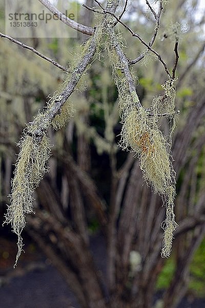 Epiphyten und Bäume im Hochland der Insel San Cristobal  Galapagos-Inseln  UNESCO-Weltnaturerbe  Ecuador  Südamerika