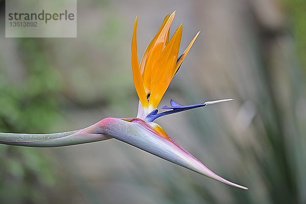 Strelitzia  Kranichblume oder Paradiesvogel (Strelitzia reginae)  heimisch in Südafrika