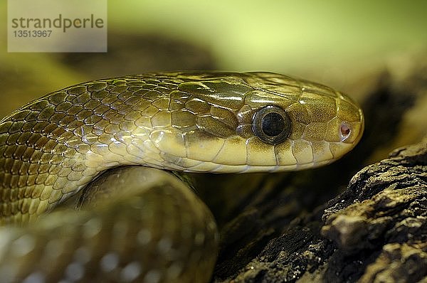 Äskulapnatter (Elaphe longissima  Zamenis longissimus)