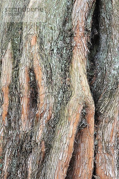 Rinde eines Dämmerungsmammutbaums (Metasequoia glyptostroboides)