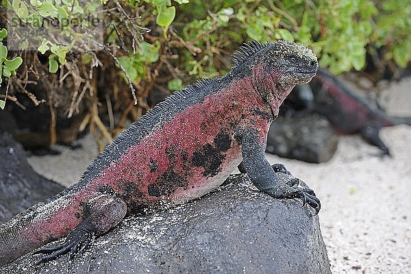 Meeresleguan (Amblyrhynchus cristatus)  Unterart von der Insel Espanola  Galapagos-Inseln  UNESCO-Weltnaturerbe  Ecuador  Südamerika