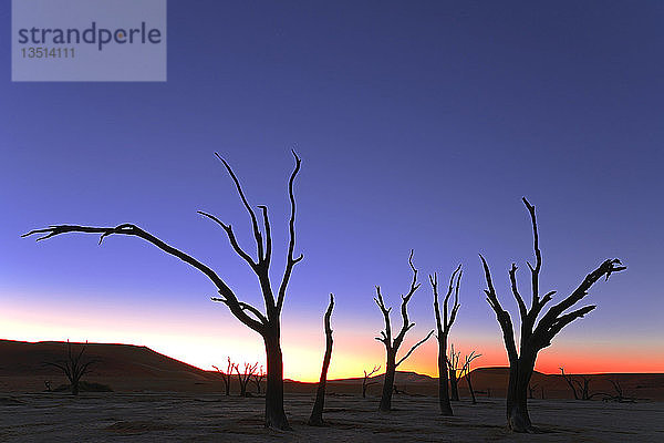 Kameldornbäume (Acacia erioloba) als Silhouette bei Sonnenuntergang  Deadvlei  Sossusvlei  Namib-Naukluft Park  Namib-Wüste  Namibia  Afrika