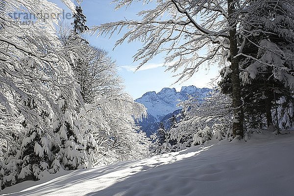 Winterliche Landschaft im Berner Oberland  Schweiz  Europa
