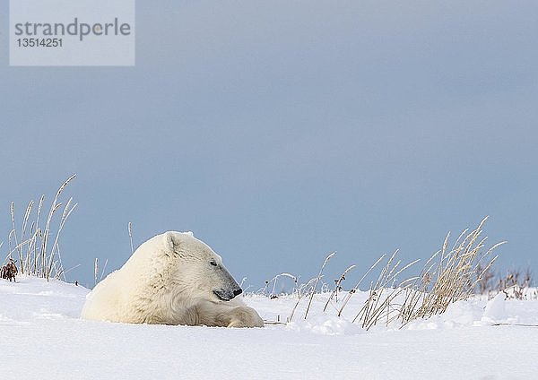 Eisbär (Ursus maritimus)  junges Weibchen ruht sich in der Sonne aus  zusammengerollt im Schnee  West Hudson Bay  Churchill  Manitoba  Kanada  Nordamerika