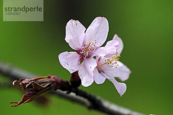 Blühende Sargent-Kirsche (Prunus sargentii)  Japan  Asien