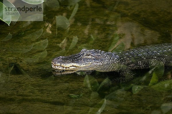 Mississippi-Alligator   Alligator mississippiensis