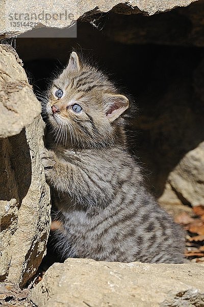 Junge Wildkatze (Felis silvestris) erkundet die Umgebung
