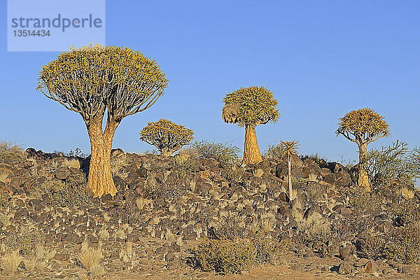 Köcherbäume oder Kokerbooms (Aloe dichotoma)  Keetmanshoop  Karas Region  Namibia  Afrika