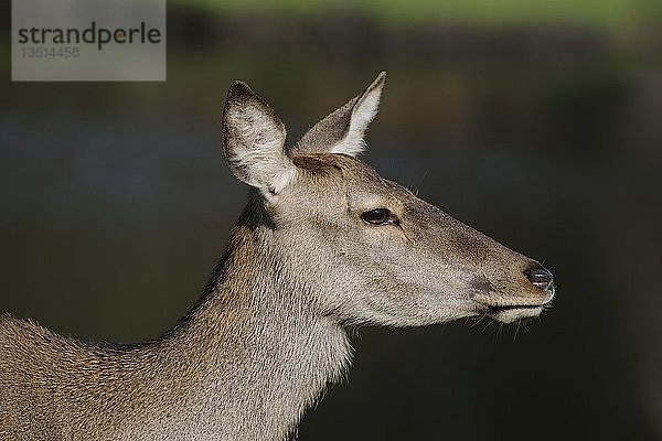 Westeuropäischer Rothirsch (Cervus elaphus elaphus)  Hirschkuh  Porträt  Brandenburg  Deutschland  Europa