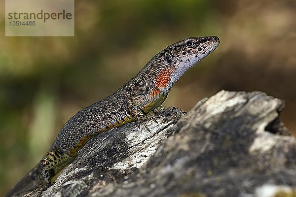 Blaukehlige Kieleidechse (Algyroides nigropunctatus)  Weibchen  Korfu  Griechenland  Europa