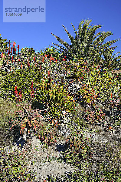 Verschiedene Arten von Aloe (Aloe sp.)  Lambert's Bay  Westkap  Südafrika  Afrika
