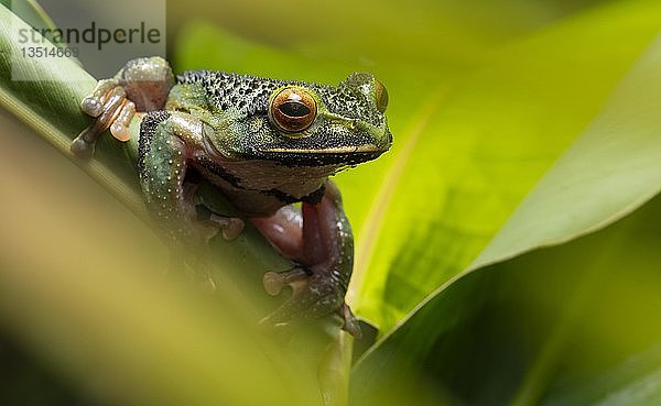 Frosch (Boophis albilabris) auf Blatt  im Regenwald von Mitsinjio  Ost-Madagaskar  Madagaskar  Afrika