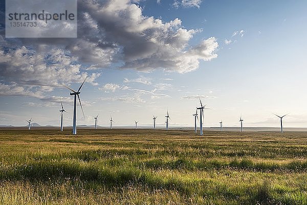 Windpark Mybster in den schottischen Highlands  Grafschaft Caithness  Schottland  Vereinigtes Königreich  Europa