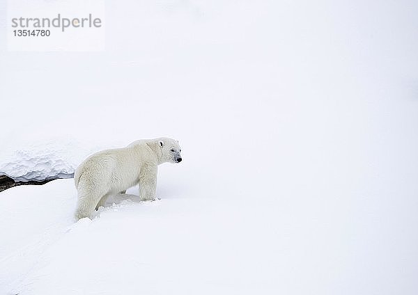 Eisbär (Ursus maritimus)  Männchen im Schnee  Unorganized Baffin  Baffininsel  Nunavut  Kanada  Nordamerika