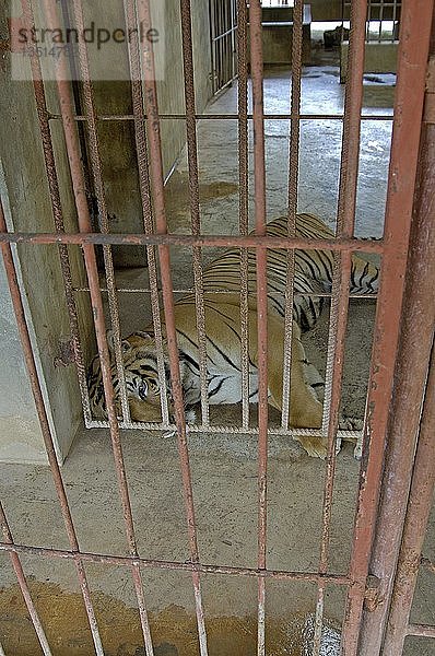 Tiger im Tigertempel Luangta Maha Nua  Westthailand  Thailand  Asien
