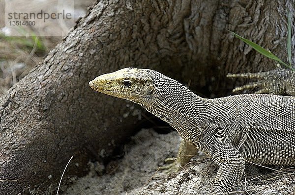 Bengalischer Waran  Varanus bengalensis