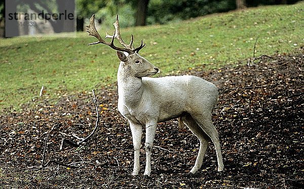 Albino-Hirsch  Cervus elaphus