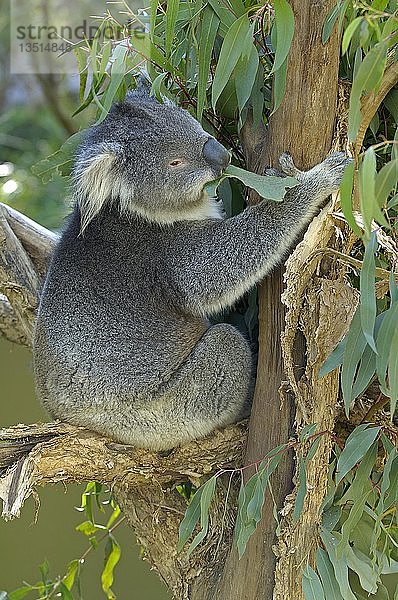 Koala  Phascolarctus cinereus  victoria  Australien  Ozeanien