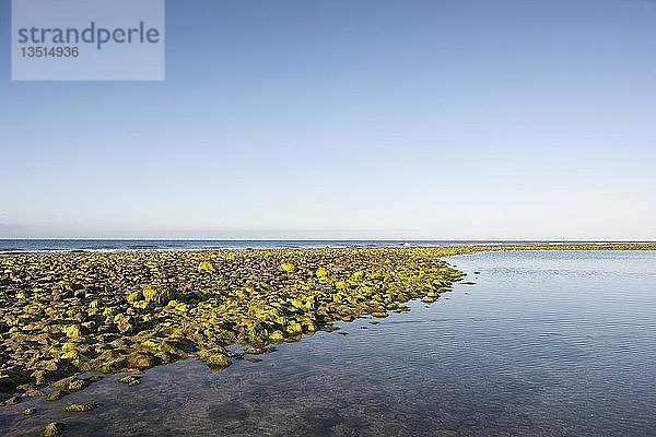 Mit Algen überwucherte Steine bei Ebbe am Strand  Maspalomas  Gran Canaria  Spanien  Europa