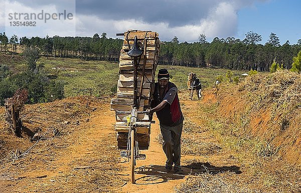 Einheimischer Mann transportiert Brennholz auf seinem Fahrrad  Zomba Plateau  Malawi  Afrika