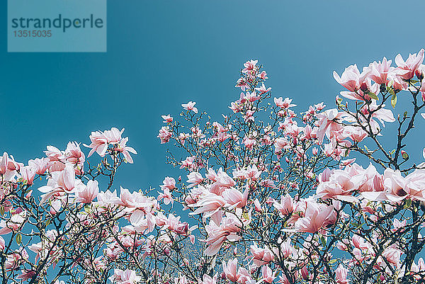 Magnolienblüten  Magnolie (Magnolia)  Baden-Württemberg  Deutschland  Europa