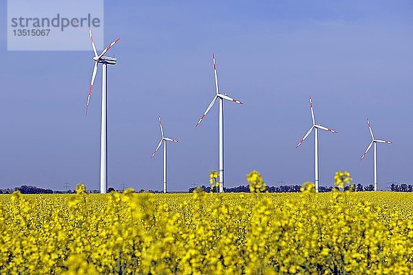 Windräder in einem Rapsfeld (Brassica napus)  erneuerbare Energie