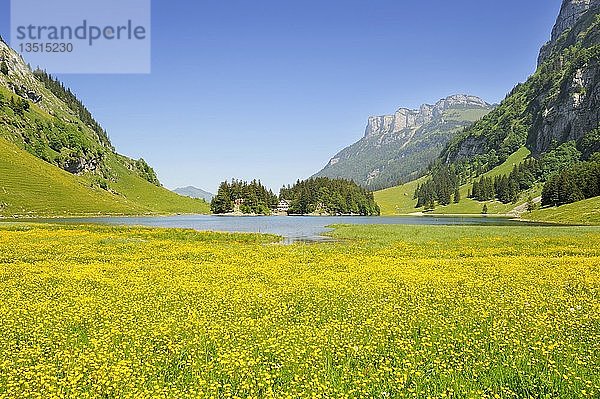 Hahnenfuß (Ranunculus) auf der Seealp-Alm  Seealpsee auf 1143m in den Appenzeller Alpen  Kanton Appenzell Innerrhoden  Schweiz  Europa